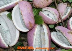 八月瓜到底咋吃才好吃视频,解锁最佳食用秘诀