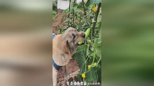 小狗去偷瓜吃的故事视频,一场欢乐的田园冒险