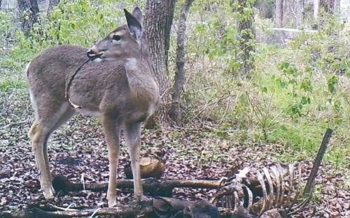 一只美少鹿吃瓜视频大全,笑料百出视频大全