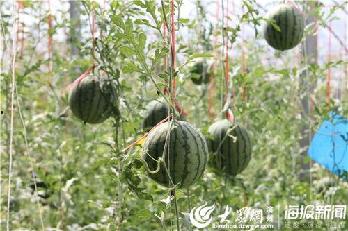 港湾一号吃瓜视频,揭秘吃瓜视频背后的热点事件