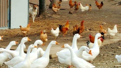 吃瓜鹅视频直播,揭秘娱乐圈幕后故事