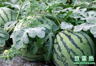 吃瓜视频真正的吃西瓜,揭秘“吃瓜视频”中的真实吃瓜体验