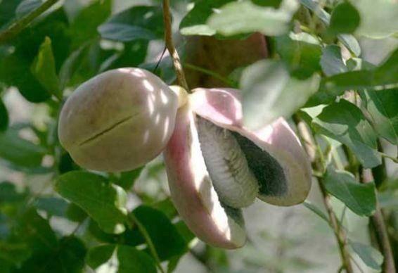 小赵吃八月瓜视频大全下载,小赵带你探索视频大全下载攻略