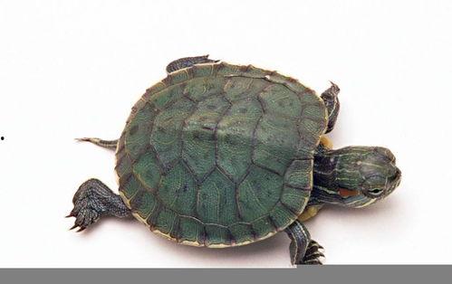 大鳄鱼吃哈密瓜菠萝视频,哈密瓜与菠萝的惊险对决