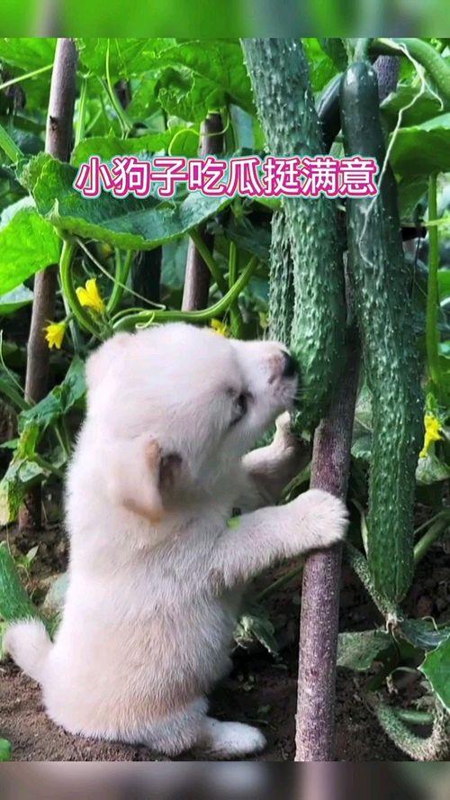 吃瓜狗子爬树视频,萌态可掬的瞬间捕捉