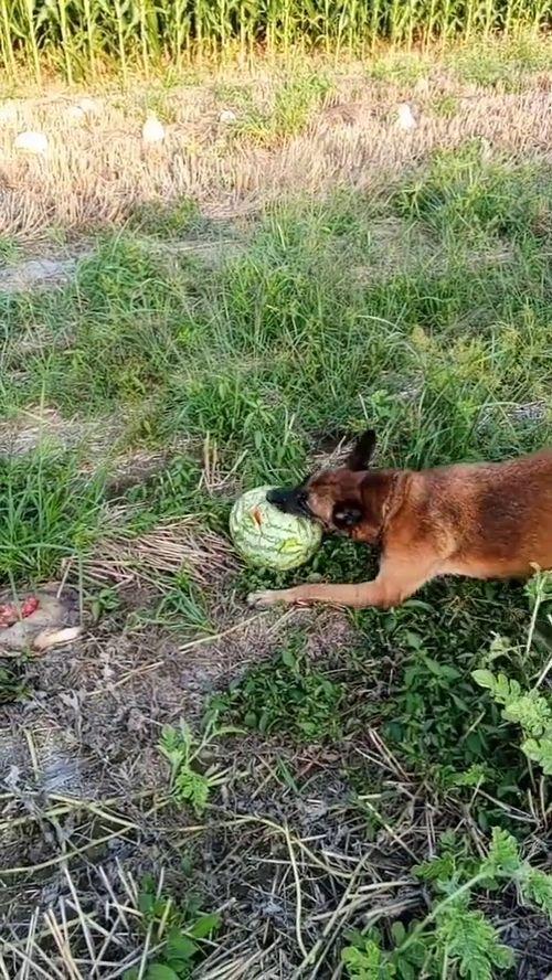 吃瓜狗子爬树视频,萌态可掬的瞬间捕捉