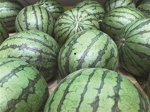 地瓜吃瓜视频在线观看,趣味横生的在线观看盛宴