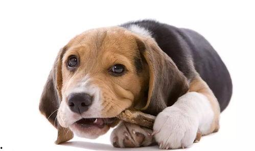 狗可以吃网纹蜜瓜吗视频,狗狗的夏日美味还是禁忌？