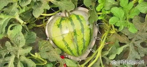 老外吃酸瓜视频,老外挑战本土酸瓜，滋味如何？