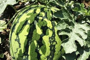 吃瓜解暑视频在线观看,跟着吃瓜视频一起清凉一夏