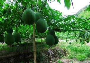 吊瓜能烤着吃吗视频讲解,美味烤瓜视频解析