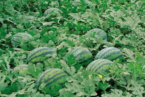 地头吃瓜视频大全,揭秘田间地头的欢乐时光