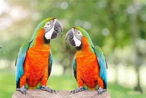 鹦鹉让吃哈密瓜吗视频,哈密瓜大餐，美味还是拒绝？