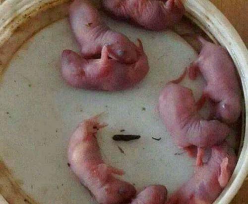 恶心吃瓜视频解剖,解剖背后的网络现象与心理效应