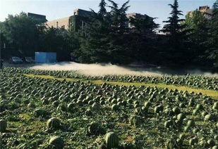 美术学院吃瓜视频,揭秘校园生活趣味瞬间