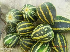 鲜瓜怎么切着吃视频讲解,鲜瓜切片的创意吃法揭秘