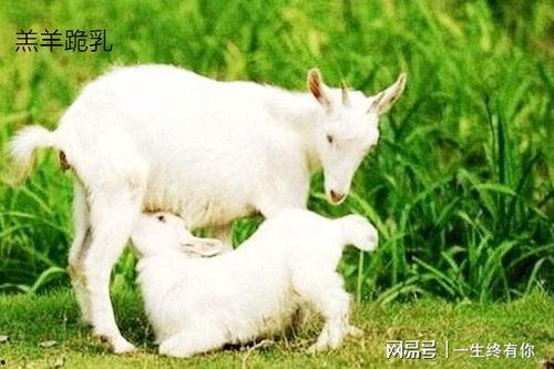 小羊吃瓜事件视频,一场萌宠与美食的欢乐碰撞