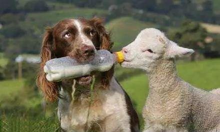 小羊吃瓜事件视频,一场萌宠与美食的欢乐碰撞