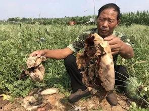 汾阳吃瓜最新事件视频