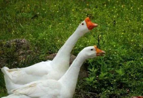 杀鹅吃瓜视频大全,杀鹅吃瓜视频大全集锦